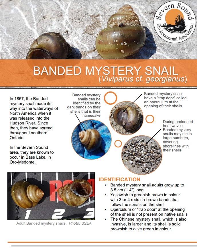 Banded mystery snail
