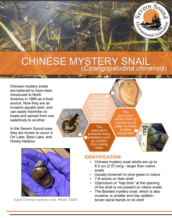 Chinese mystery snail