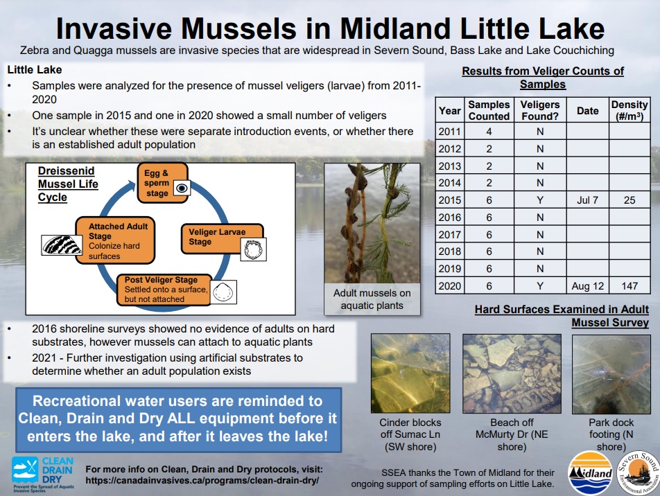 Invasive Mussels in Midland Little Lake