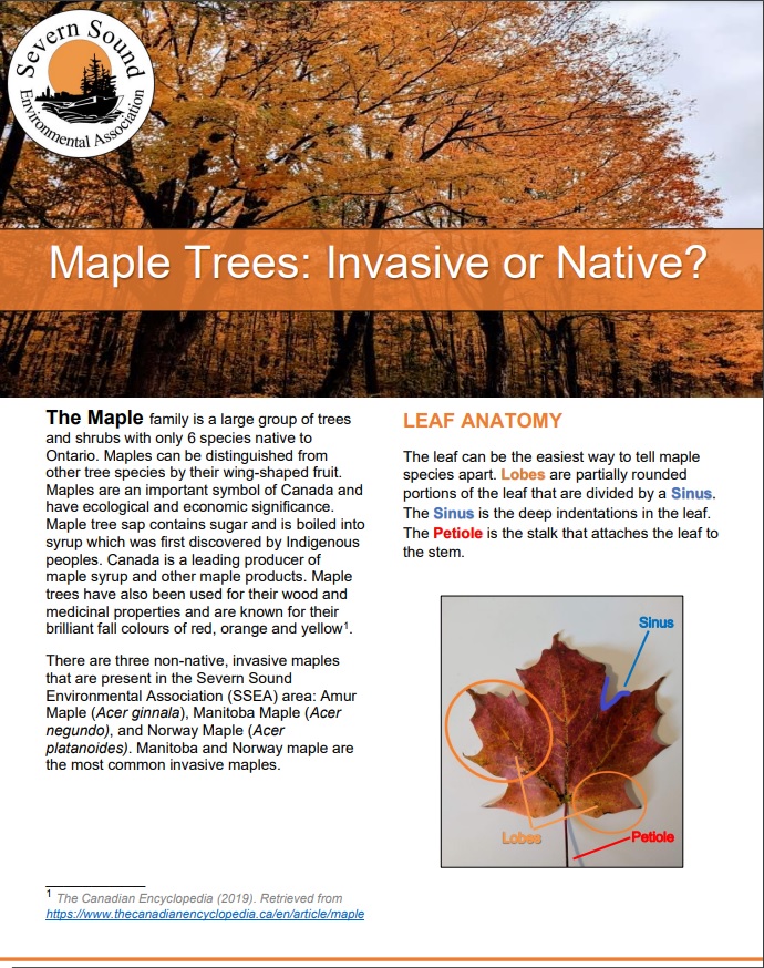 Maple Trees Invasive or Native