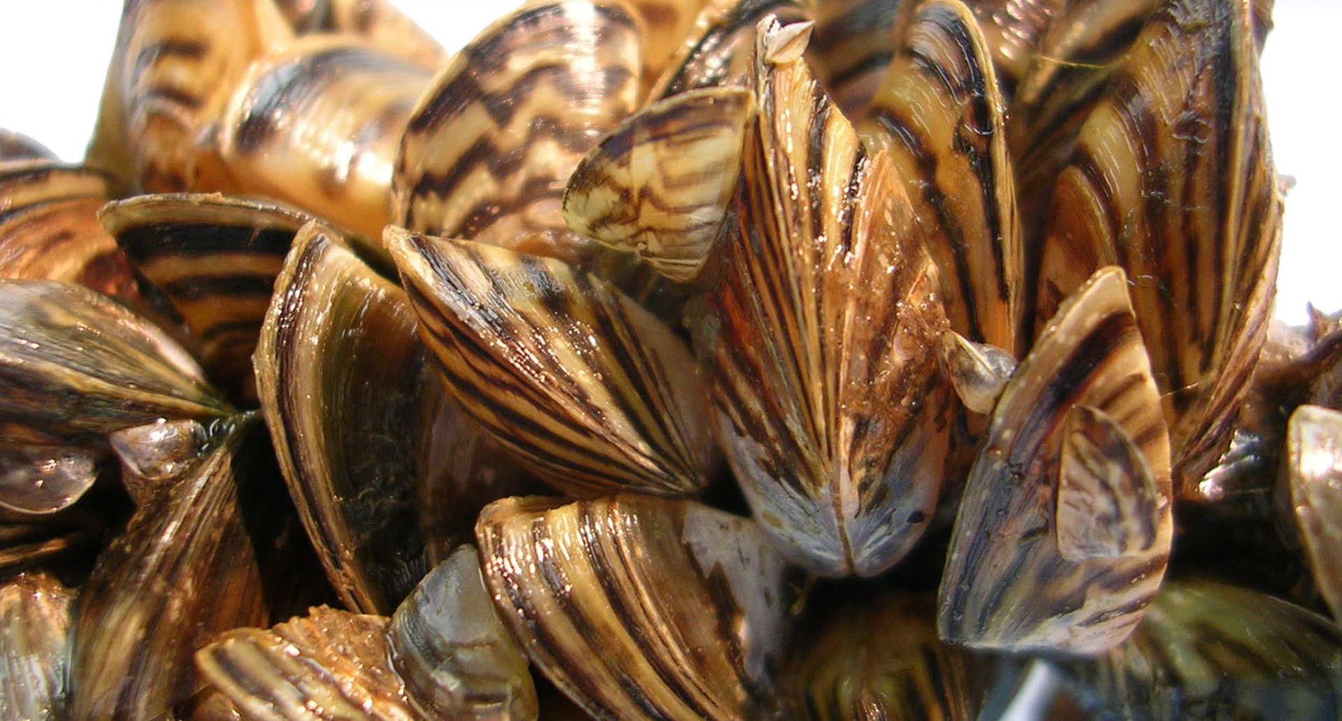 zebra_quagga_mussels