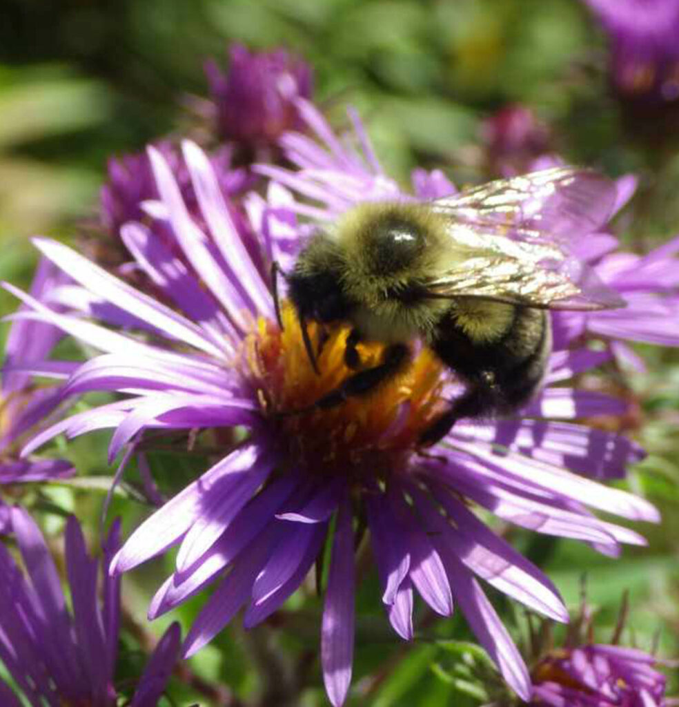 Bumble Bee on New England Aster
