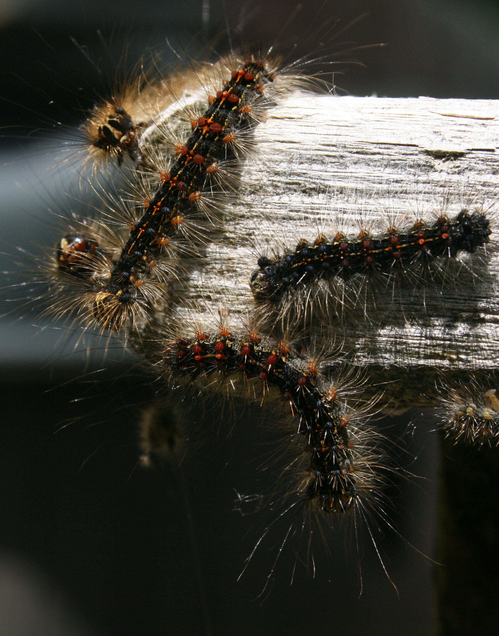 Spongy Moth Larvae - SSEA