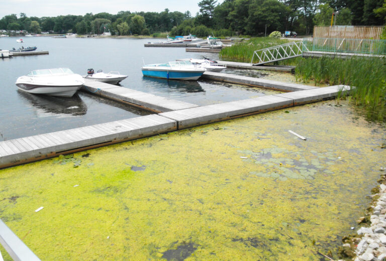 Excessive growth of filamentous green algae around docks with restricted water movement