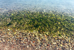 Example of filamentous green algae found in a shallow beach area.