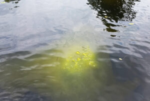 Example of filamentous green algae found in a lake.