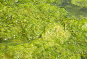 Example of excessive growth and clumps of filamentous green algae found in a lake.