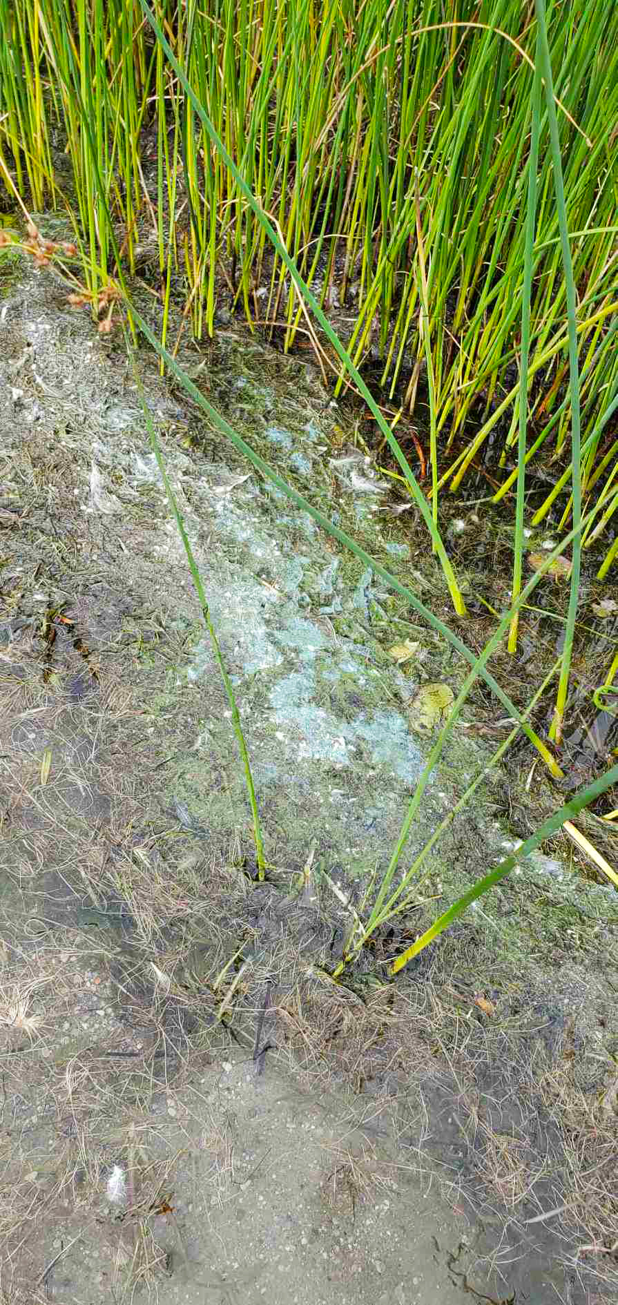Small slick of blue-green algae found nearshore, showing the distinguished blue colour well.