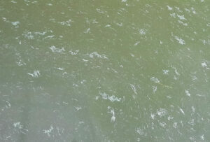 Blue-green algae bloom on a lake in the form of fingernail clippings.