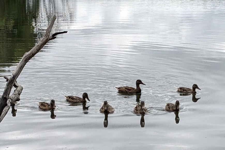 Scenic Ducks swimming along ribbon of life example