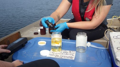 Preserving Algae Samples for Analysis