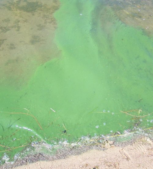 Surface view of Bluegreen Algae